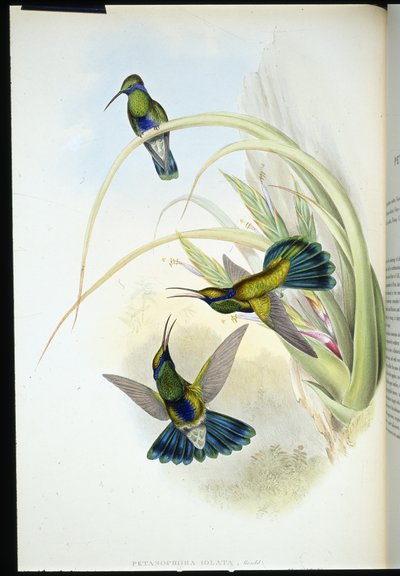 Bolivian Violet-ear (Petasophora Iolata) by John (after) Gould