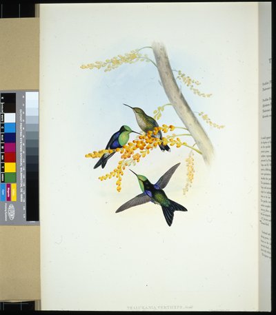 Green-crowned Panoplites (Thalurania verticeps) by John (after) Gould
