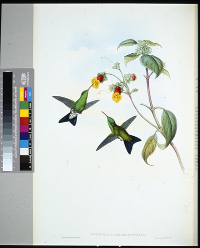 Green-headed Sapphire by John (after) Gould