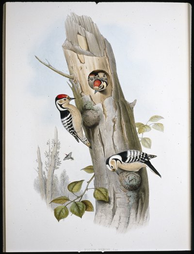 Lesser Spotted Woodpecker (Picus Minor) by John (after) Gould