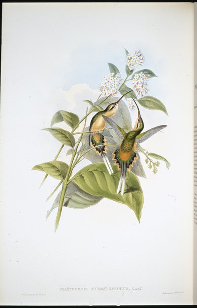 Train-bearing Hermit by John (after) Gould