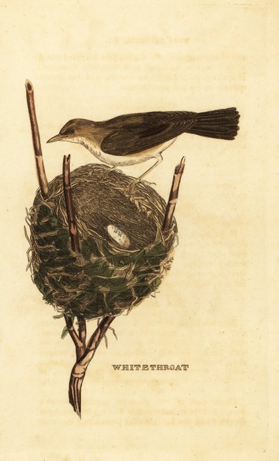 Lesser whitethroat, Sylvia curruca, with nest and eggs by John (after) Latham