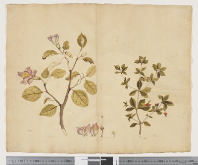 Lagunaria Patersonia; Alyxia gynopogon, c.1790-95 by John (attr. to) Doody