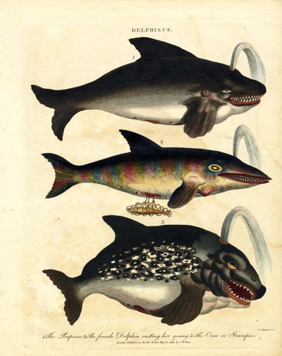 Dolphin Species - Porpoises and Orca by John Chapman