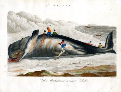 Greenland Whale or Common Whale by John Chapman