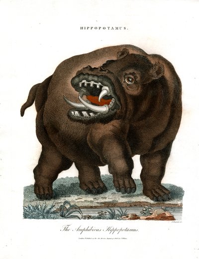 Hippopotamus by John Chapman