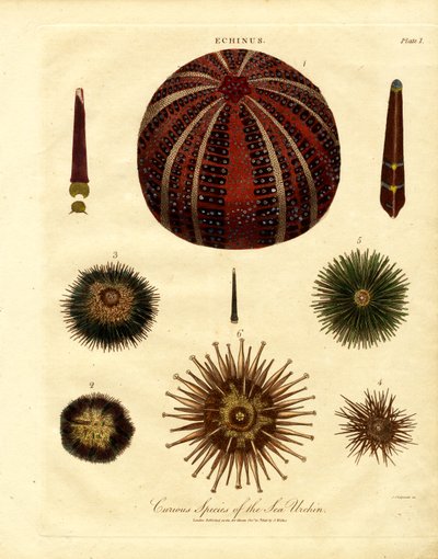 Various Sea Urchin Species by John Chapman