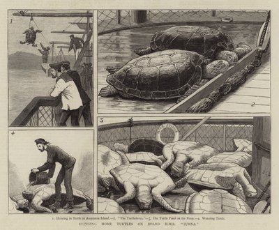 Bringing Home Turtles on Board HMS Jumna by John Charles Dollman