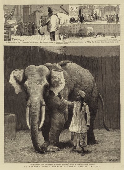 Mr Barnum
