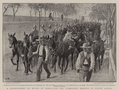 A Consignment of Mules at Gibraltar for Transport Service in South Africa by John Charlton