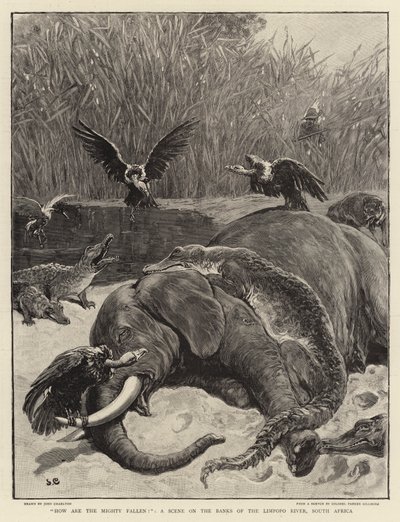 How are the mighty fallen!, a Scene on the Banks of the Limpopo River, South Africa by John Charlton