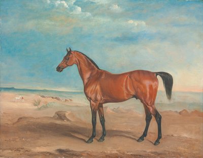The Arab Stallion 