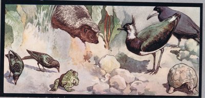 Wildlife, illustration from 