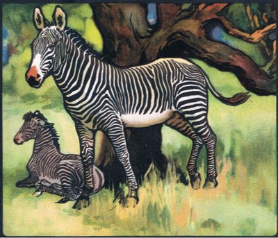 Zebras, illustration from 