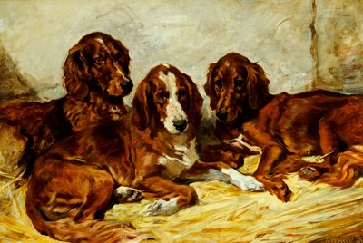 Shot and His Friends - Three Irish Red and White Setters by John Emms