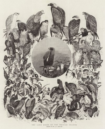 The Land Birds of the British Islands by John Everett Millais