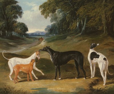 Greyhounds, 