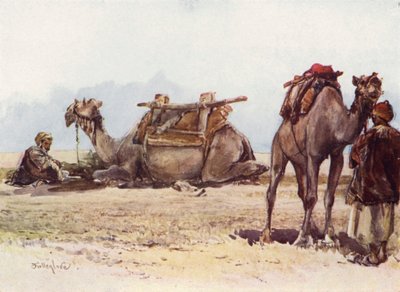 Study of Camels and Attendants by John Fulleylove