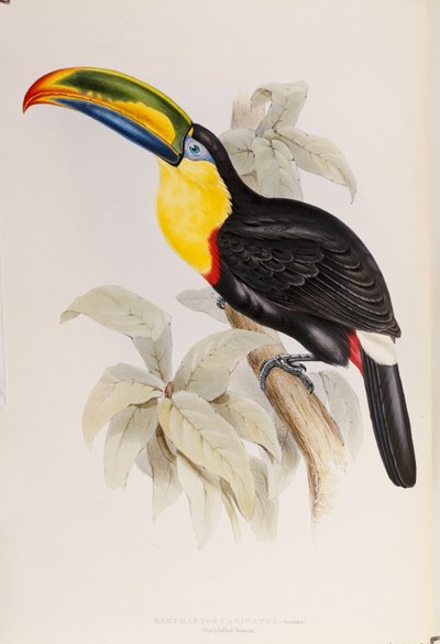 A Monograph of the Ramphastidae, or Family of Toucans, First Edition, Published 1834 by John Gould