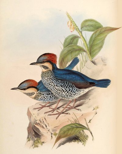 Blue Pitta Pitta cyanea Blyth by John Gould