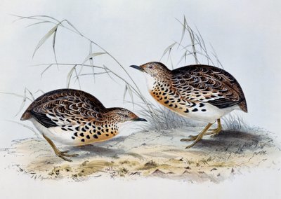 Common Buttonquail (Turnix sylvatica), engraving from Birds of Europe, by John Gould by John Gould