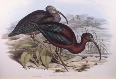 Glossy ibis (Plegadis falcinellus), Engraving by John Gould by John Gould