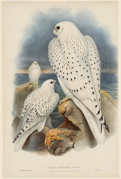 Greenland Falcon by John Gould