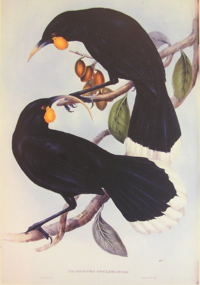 Huia Pair Illustration by John Gould