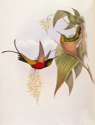 Hummingbirds (Topaza Pyra) from A Monograph of the Trochilid by John Gould