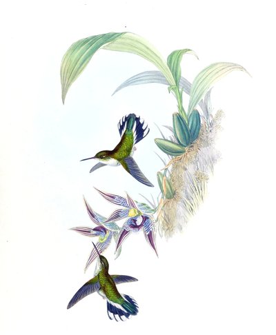 Illustration of Phlogophilus hemileucurus on Paphinia cristata (orchid) by John Gould