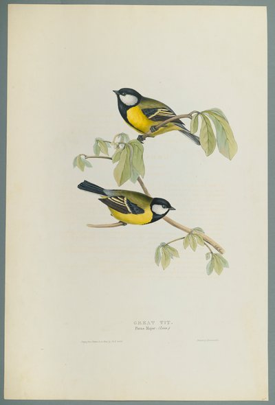Great Tit by John Gould