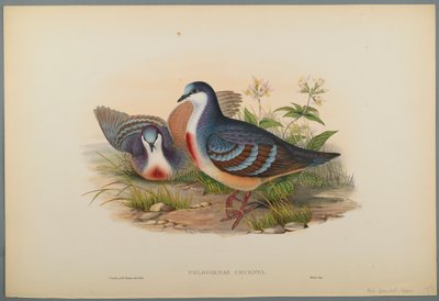 Philogoenas Cruenta by John Gould
