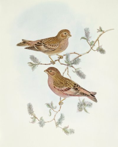 Rosy Finch (Erythrospiza incarnata), Engraving by John Gould by John Gould