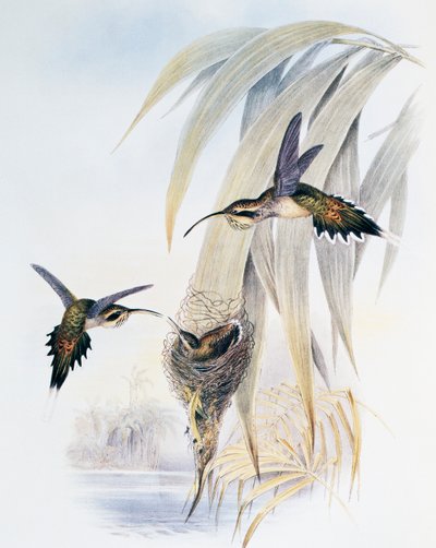 Scale-throated Hermit (Phaethornis eurynome), engraving from Monograph of Trochilidae or Humming Birds, by John Gould by John Gould