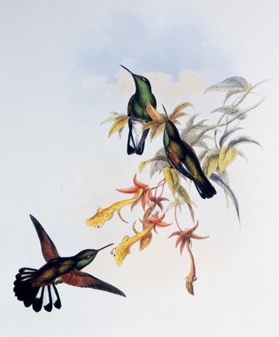 Stripe-tailed Hummingbird (Eupherusa eximia), engraving from Monograph of Trochilidae or Humming Birds, by John Gould by John Gould
