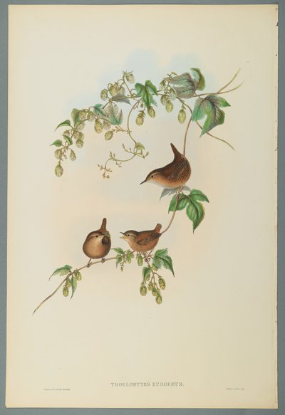 Troglodytes Europaeus - Common Wren by John Gould