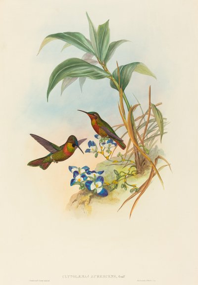 Banded Ruby or Gould