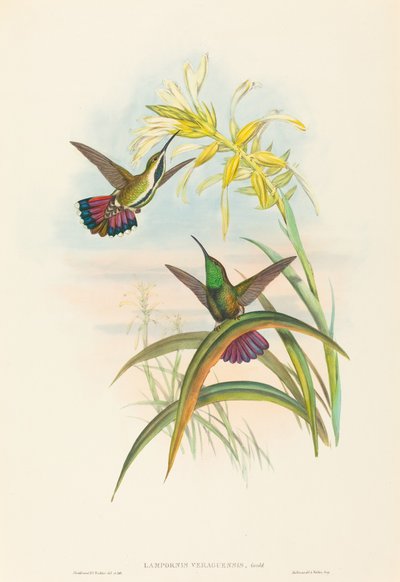 Veraguan Mango by John Gould and H.C. Richter