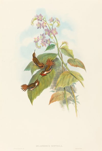 Scintillant Hummingbird by John Gould and H.C. Richter