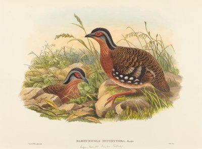 Rufous-breasted Bamboo Partridge by John Gould and W. Hart