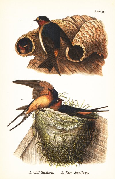 Cliff Swallow and Barn Swallow by John James (after) Audubon