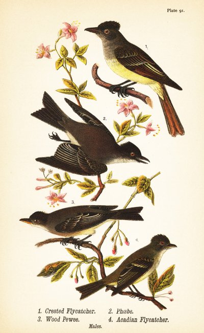 Great crested flycatcher, Myiarchus crinitus, eastern phoebe, Sayornis phoebe, eastern wood-pewee, Contopus virens, and acadian flycatcher, Empidonax virescens by John James (after) Audubon