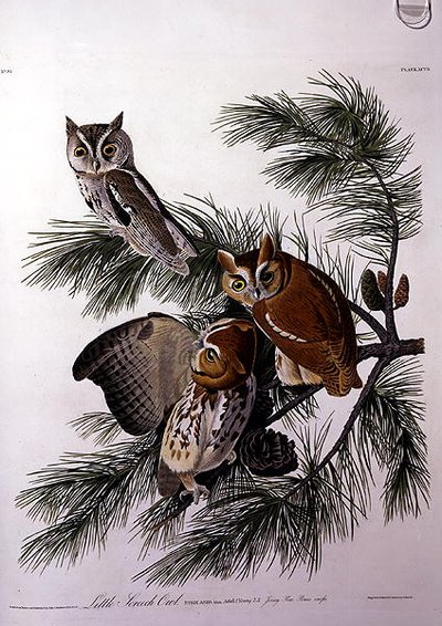 Little Screech Owl, from 