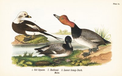 Long-tailed Duck, Redhead, and Lesser Scaup by John James (after) Audubon