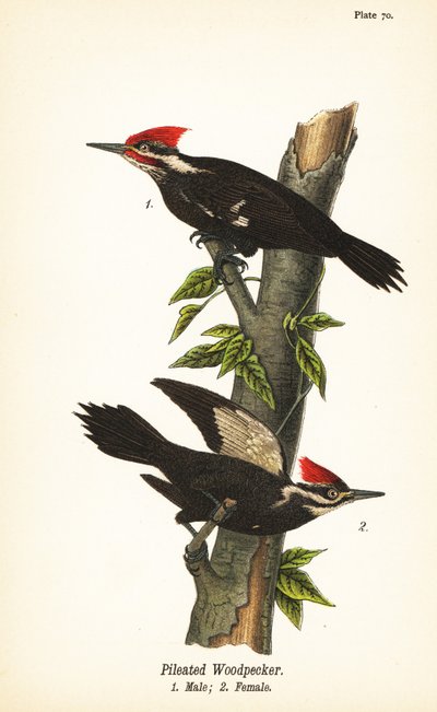 Pileated Woodpecker by John James (after) Audubon
