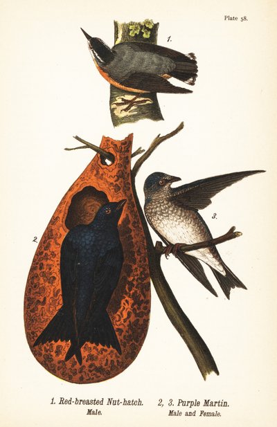 Red-breasted Nuthatch and Purple Martin by John James (after) Audubon