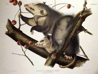 Virginian Opossum, from 