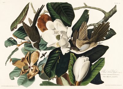 Black Billed Cuckoo from Birds of America (1827) by John James Audubon