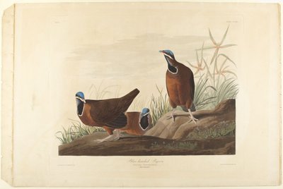 Blue-head Pigeon by John James Audubon
