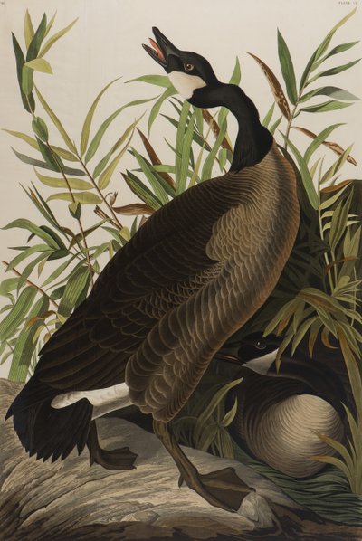 Canada Goose, 1827-1838 by John James Audubon